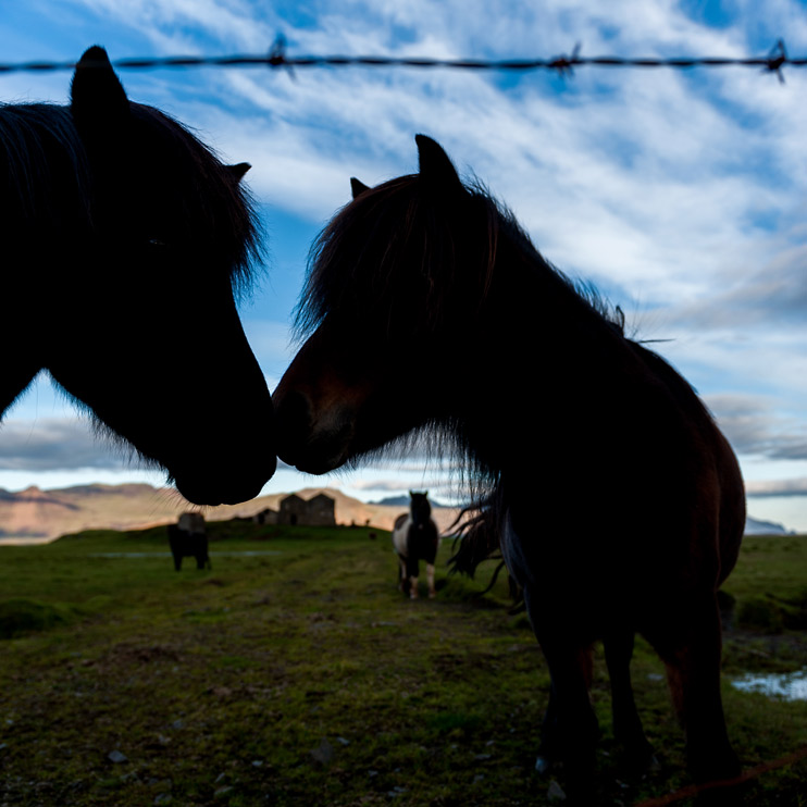 Horse, Iceland
