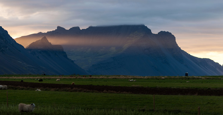 Iceland, Sheep Field, Sunrise
