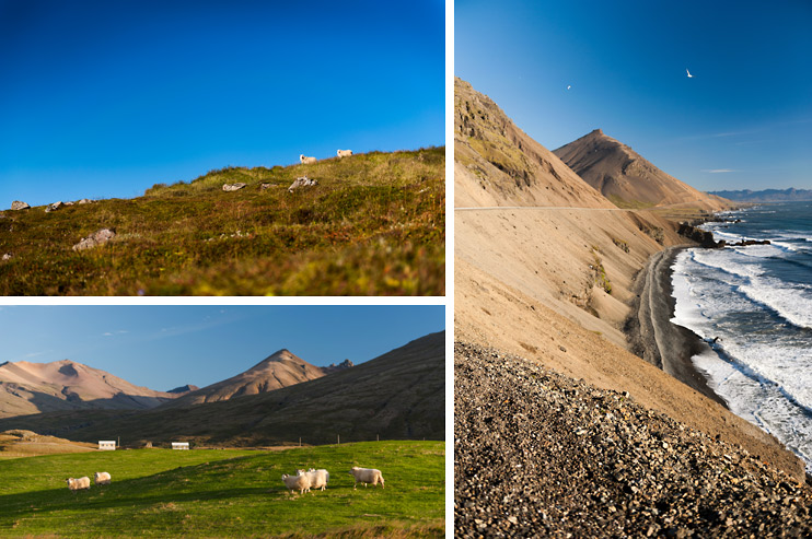 Iceland, Sheep Field, Sheep