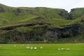 Field, Iceland, Sheep, Vík