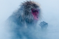 Japan, Snow Monkeys, Yamanouchi